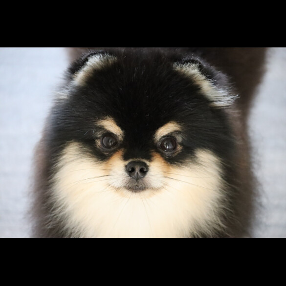Pomeranian