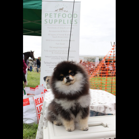 Pomeranian