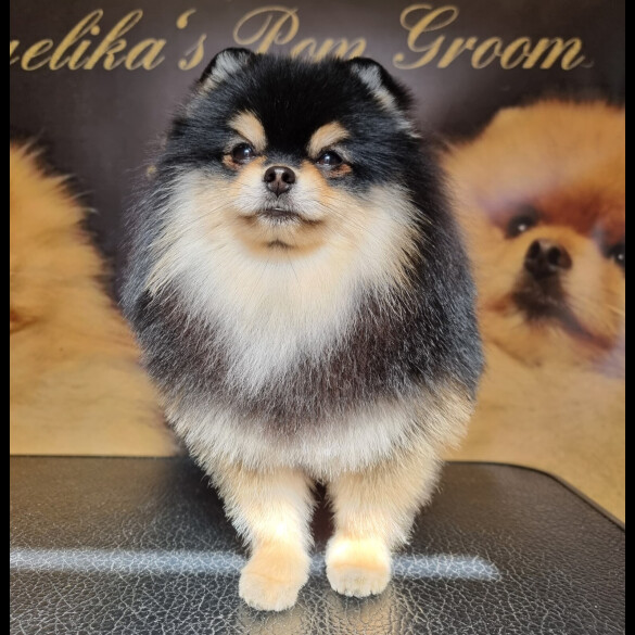 Pomeranian