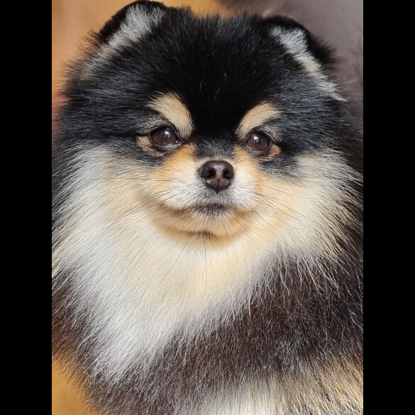 Pomeranian