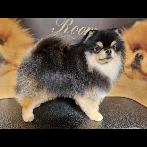 Pomeranian