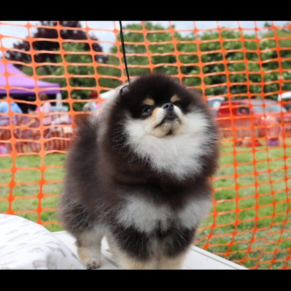 Pomeranian