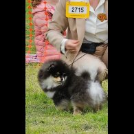 Pomeranian