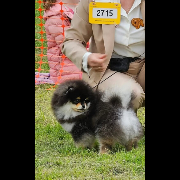 Pomeranian