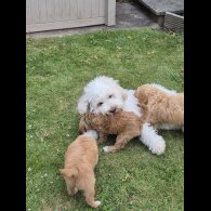 Cockapoo - Both