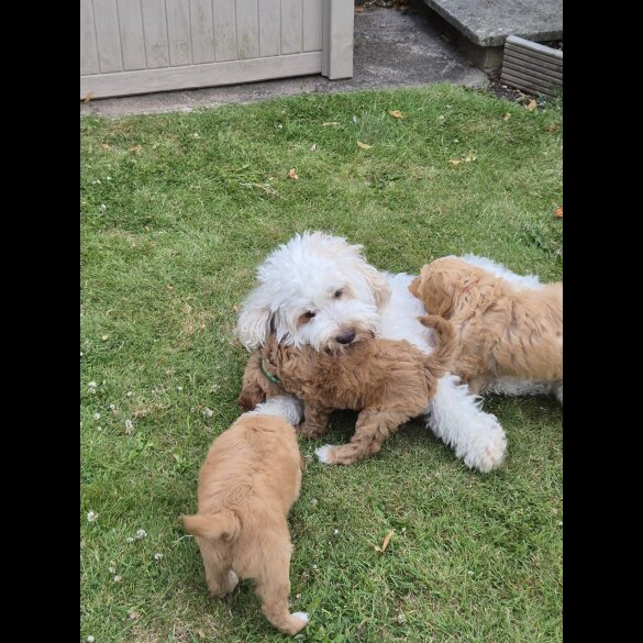 Cockapoo - Both