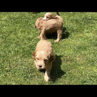 Cockapoo - Both