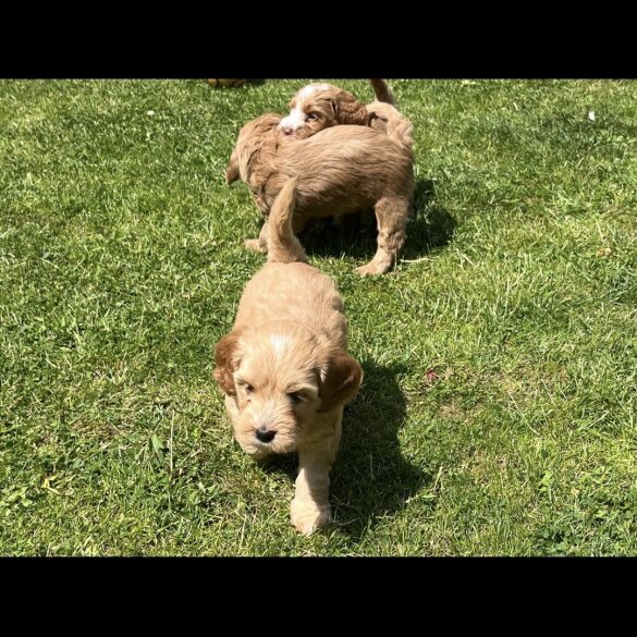 Cockapoo - Both