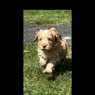 Cockapoo - Both