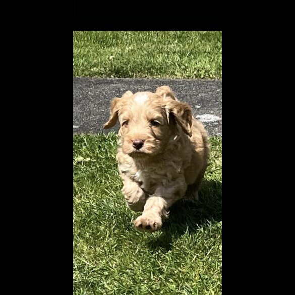 Cockapoo - Both