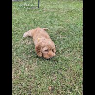 Cockapoo - Both
