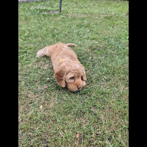 Cockapoo - Both