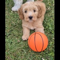 Cockapoo - Both