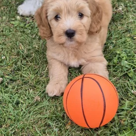 Cockapoo - Both