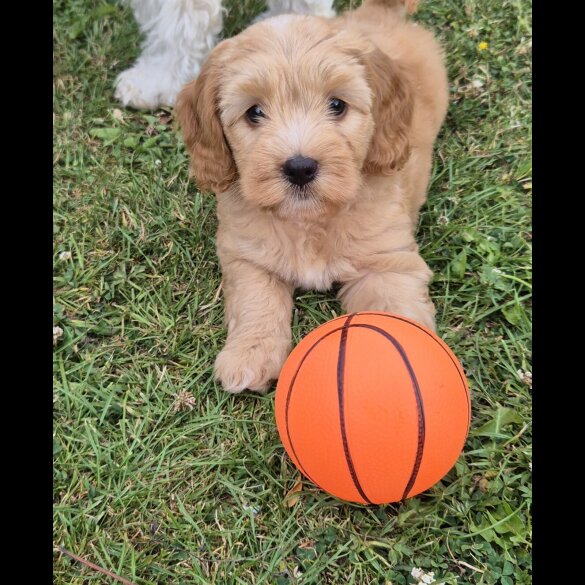 Cockapoo - Both