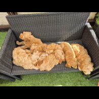 Cockapoo - Both