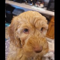 Cockapoo - Both