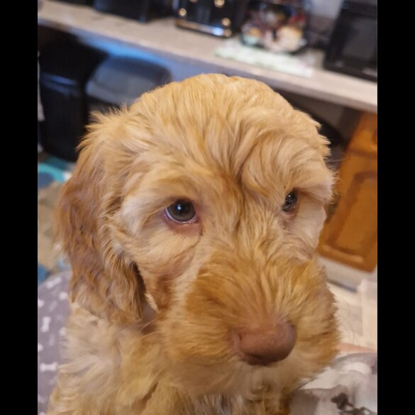 Cockapoo - Both