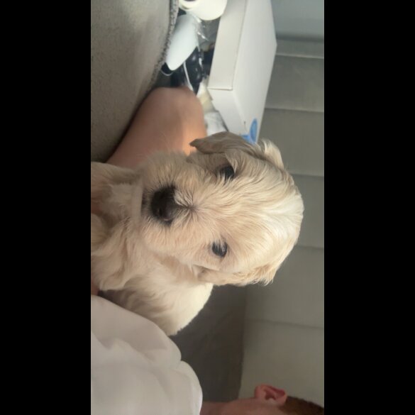 Bichon Frise - Dogs