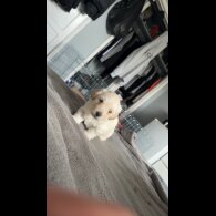 Bichon Frise - Dogs