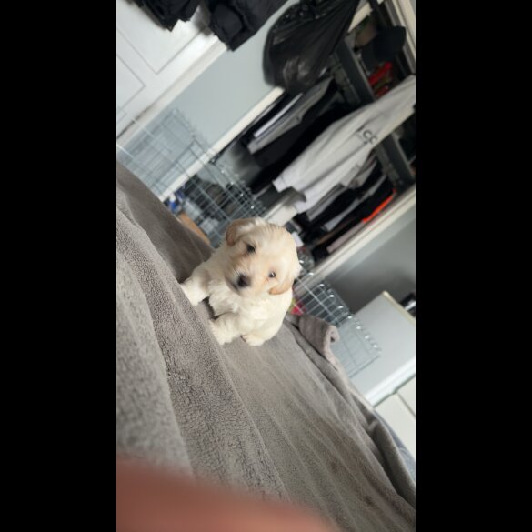 Bichon Frise - Dogs