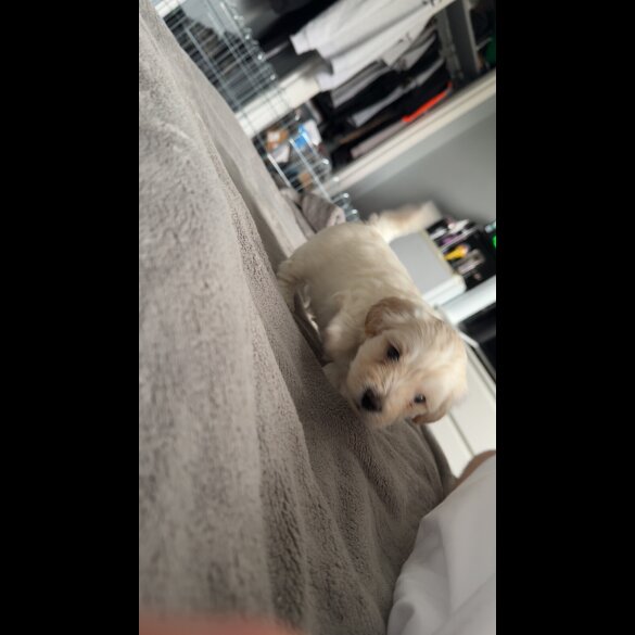 Bichon Frise - Dogs