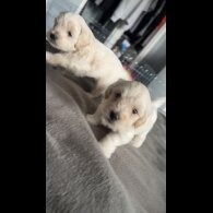 Bichon Frise - Dogs