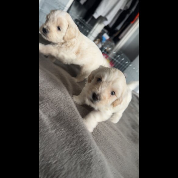 Bichon Frise - Dogs