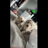 Bichon Frise - Dogs