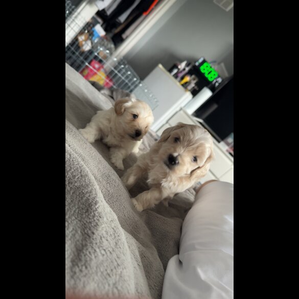 Bichon Frise - Dogs