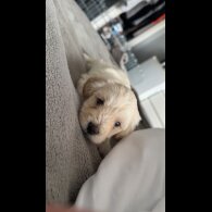 Bichon Frise - Dogs