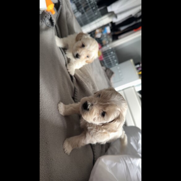 Bichon Frise - Dogs