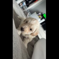 Bichon Frise - Dogs
