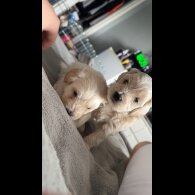 Bichon Frise - Dogs