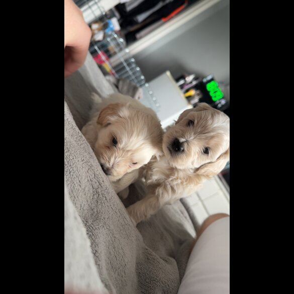 Bichon Frise - Dogs