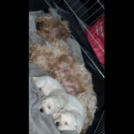 Bichon Frise - Dogs