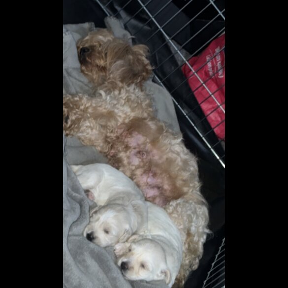 Bichon Frise - Dogs