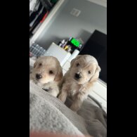 Bichon Frise - Dogs