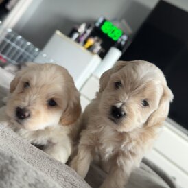 Bichon Frise - Dogs