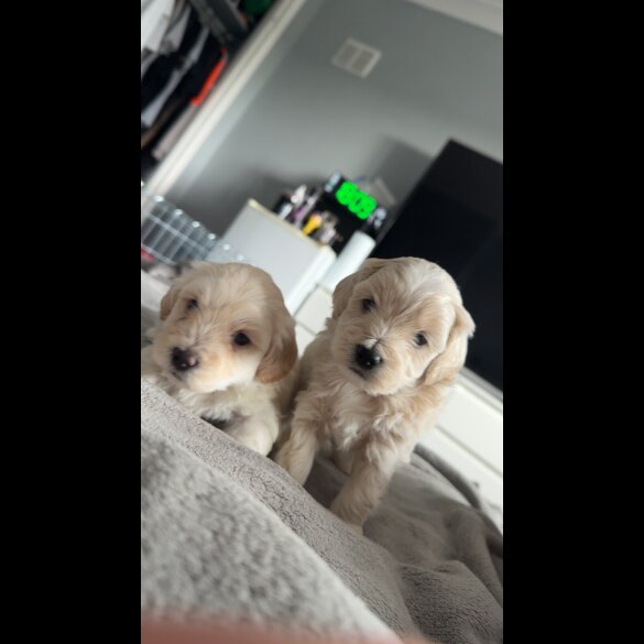 Bichon Frise - Dogs
