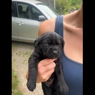 Labrador Retriever - Both