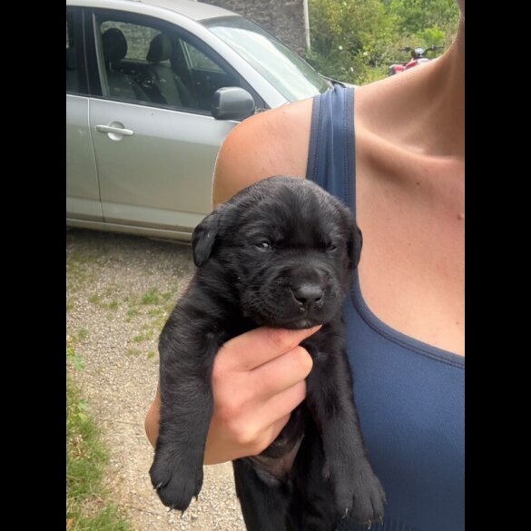 Labrador Retriever - Both