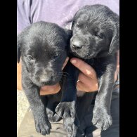 Labrador Retriever - Both