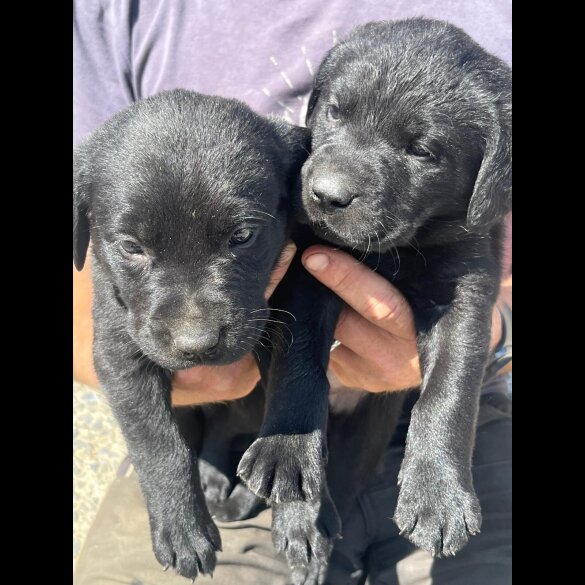 Labrador Retriever - Both