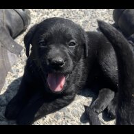 Labrador Retriever - Both