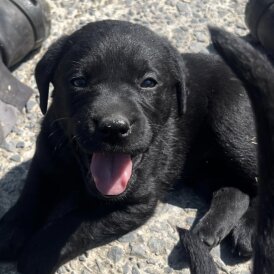 Labrador Retriever - Both