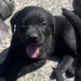 Labrador Retriever - Both