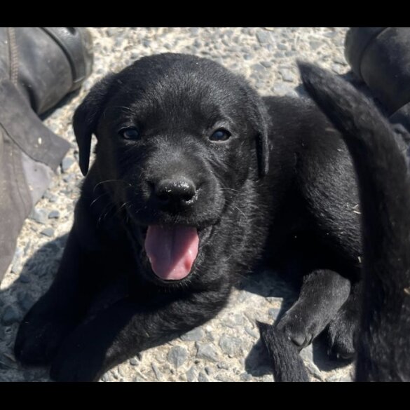 Labrador Retriever - Both