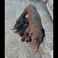 Labrador Retriever - Both