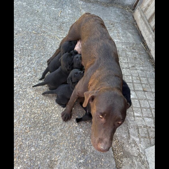 Labrador Retriever - Both